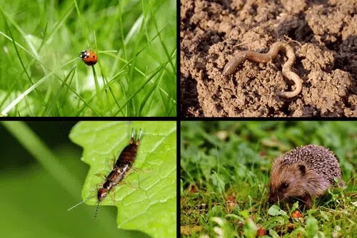 Insectes et biodiversité à ESCUNA