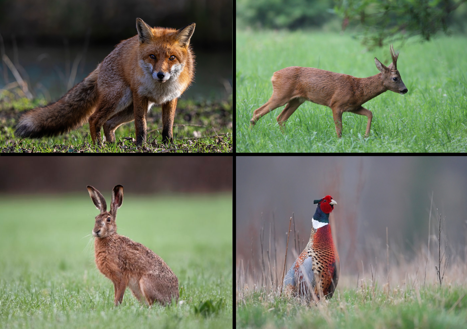 Biodiversité : renards et faune sauvage à ESCUNA