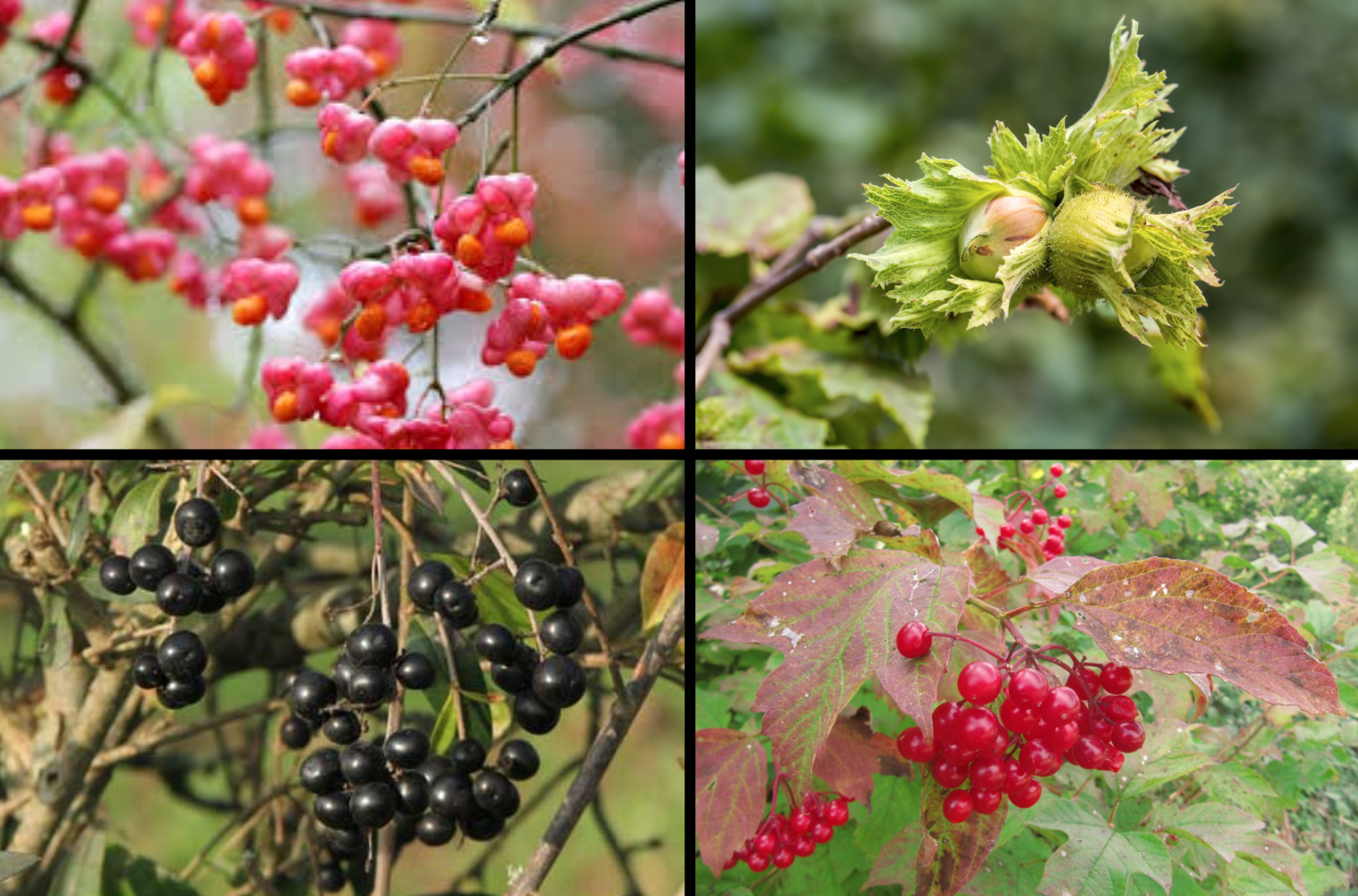 Plantation d'essences locales à ESCUNA