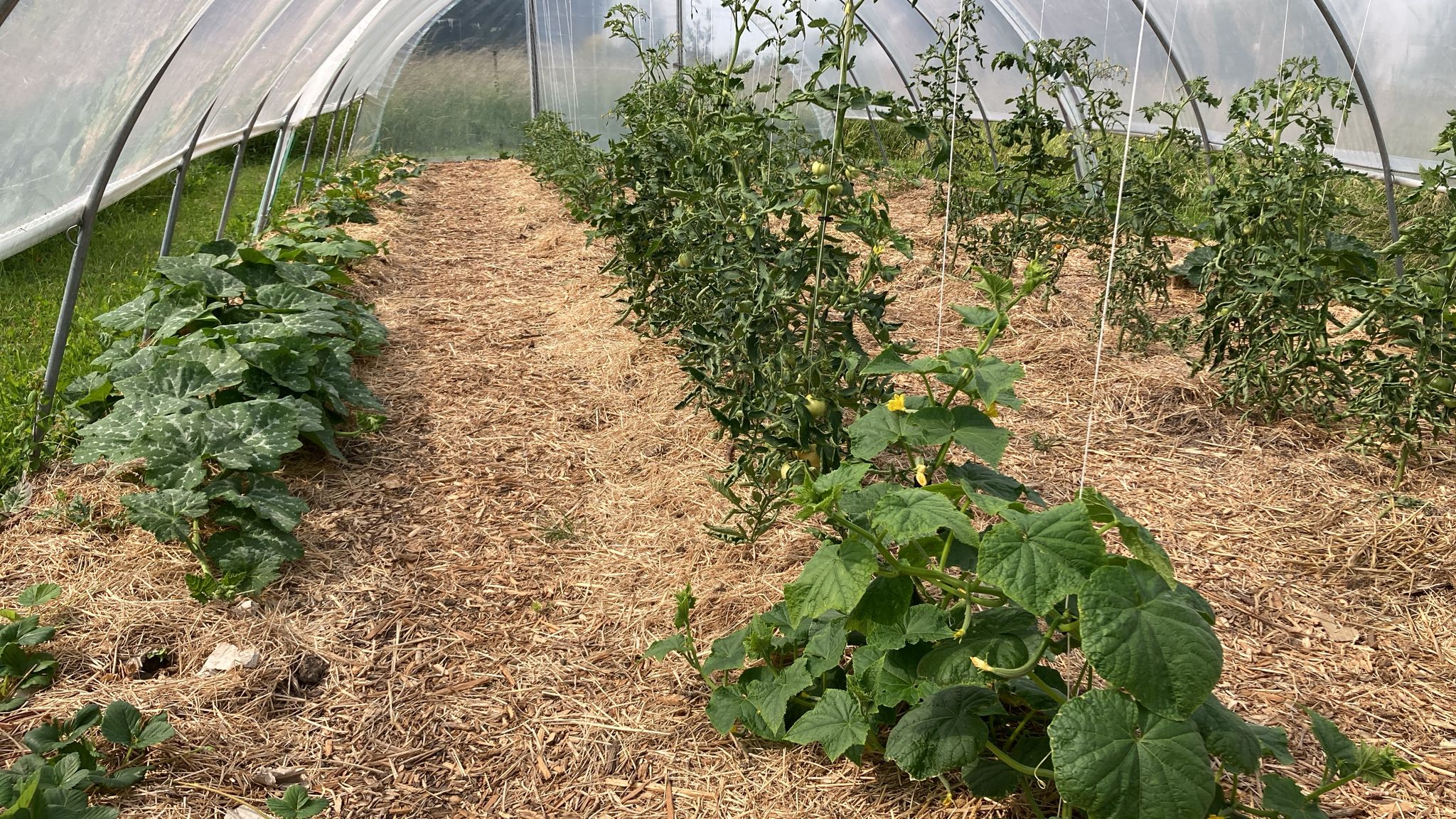 Serre et culture en permaculture à ESCUNA