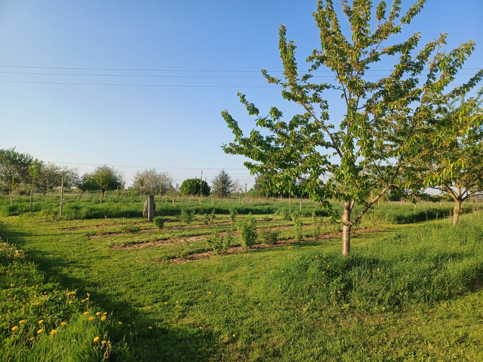 Verger de variétés anciennes à ESCUNA